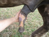 Horsewanker