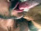 Animalgay
