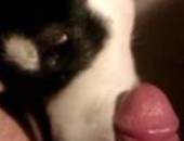 Daddydogsex