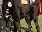Enispitbull