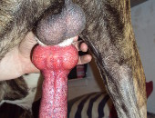 Knotula