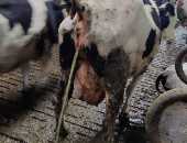 Cowslave
