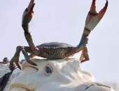 SissyCock