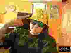 Dangi83