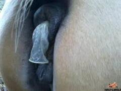 Maresquirt