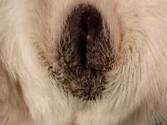 Justmydog