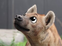 Hyenalover
