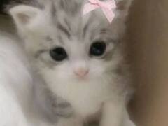 Stuufkitty