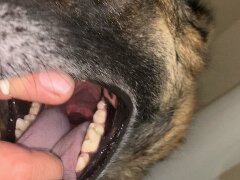 Allfingsmouth
