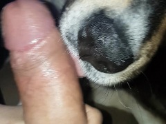 Dogys