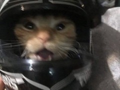 Xoyah