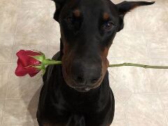 Doberman