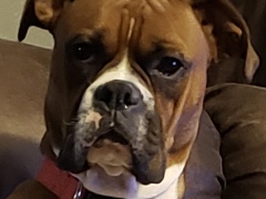 JaDoC